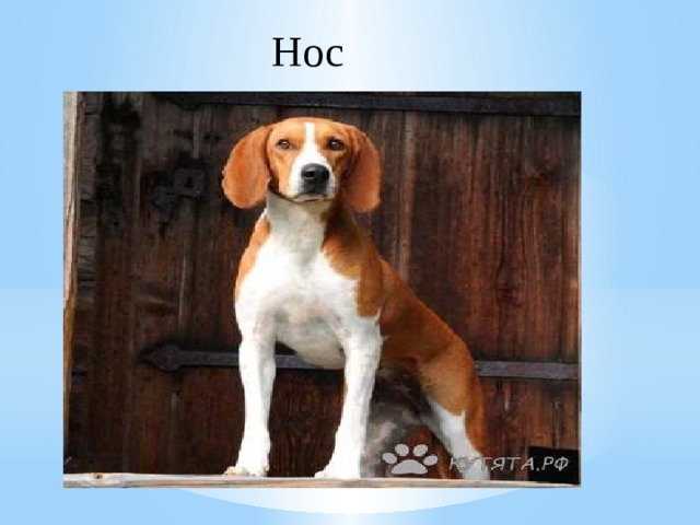 Нос 