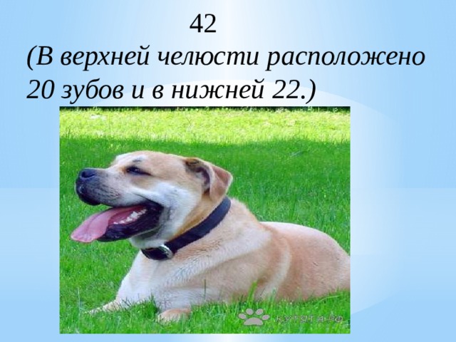  42 (В верхней челюсти расположено 20 зубов и в нижней 22.) 