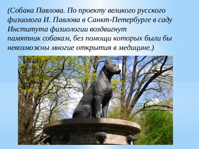 (Собака Павлова. По проекту великого русского физиолога И. Павлова в Санкт-Петербурге в саду Института физиологии воздвигнут памятник собакам, без помощи которых были бы невозможны многие открытия в медицине.) 
