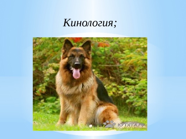 Кинология; 