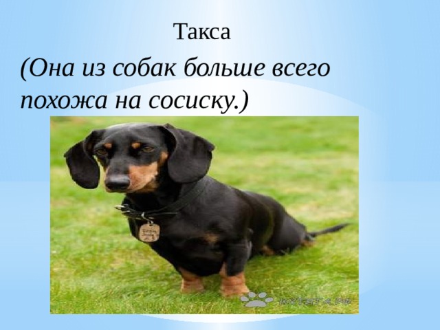 Такса (Она из собак больше всего похожа на сосиску.) 