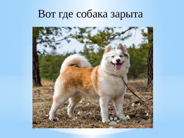 Вот где собака зарыта 