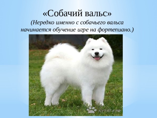 «Собачий вальс» (Нередко именно с собачьего вальса начинается обучение игре на фортепиано.) 