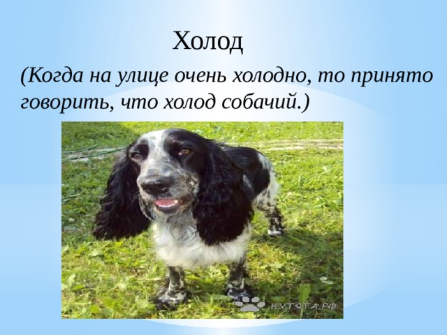 Холод (Когда на улице очень холодно, то принято говорить, что холод собачий.) 