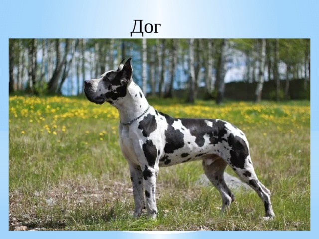 Дог 