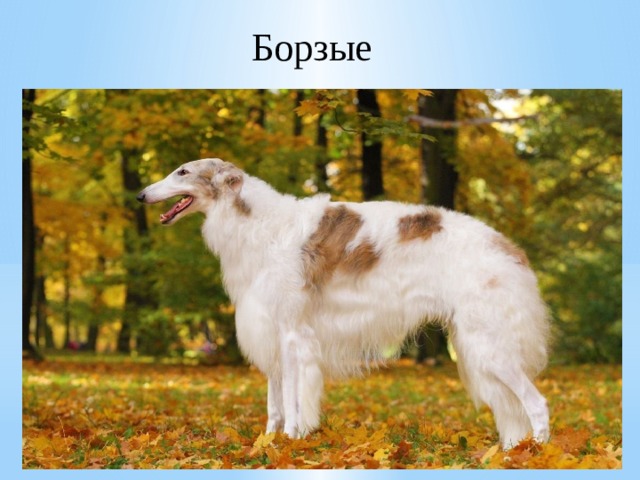 Борзые 