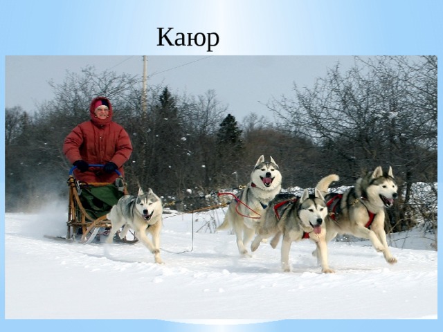 Каюр 