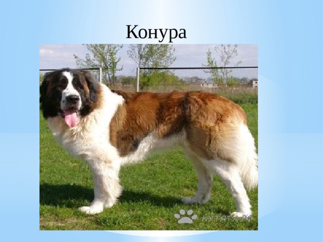 Конура 