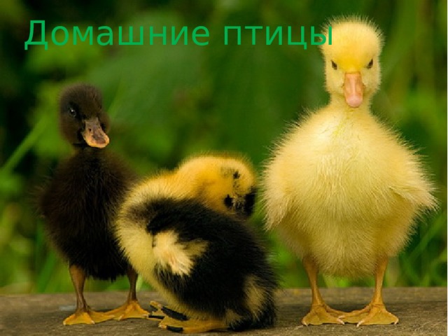 Домашние птицы 