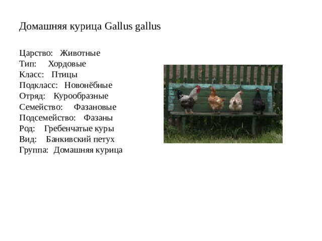 Домашняя курица Gallus gallus    Царство: Животные  Тип: Хордовые  Класс:  Птицы  Подкласс: Новонёбные  Отряд:  Курообразные  Семейство: Фазановые  Подсемейство:  Фазаны  Род: Гребенчатые куры  Вид: Банкивский петух  Группа:  Домашняя курица 