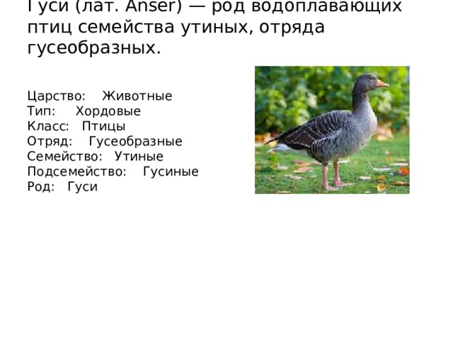 Гуси (лат. Anser) — род водоплавающих птиц семейства утиных, отряда гусеобразных.    Царство: Животные  Тип: Хордовые  Класс: Птицы  Отряд: Гусеобразные  Семейство: Утиные  Подсемейство: Гусиные  Род: Гуси 
