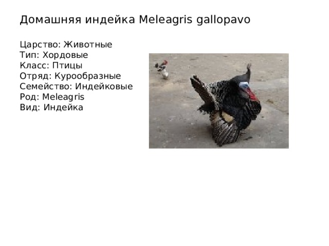 Домашняя индейка Meleagris gallopavo   Царство: Животные  Тип: Хордовые  Класс: Птицы  Отряд: Курообразные  Семейство: Индейковые  Род: Meleagris  Вид: Индейка    