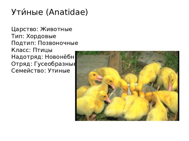 Ути́ные (Anatidae)   Царство: Животные  Тип: Хордовые  Подтип: Позвоночные  Класс: Птицы  Надотряд: Новонёбные  Отряд: Гусеобразные  Семейство: Утиные 