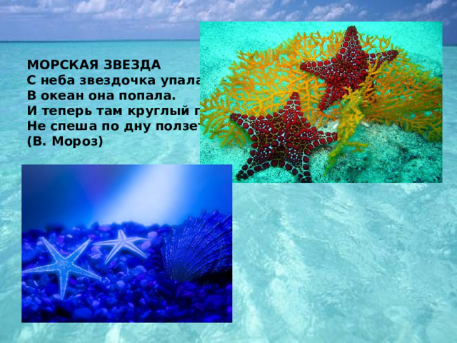  МОРСКАЯ ЗВЕЗДА  С неба звездочка упала,   В океан она попала.   И теперь там круглый год   Не спеша по дну ползет.   (В. Мороз)    