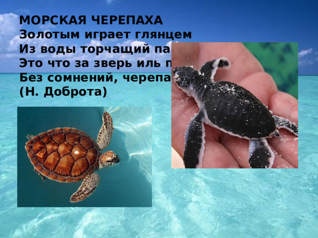 МОРСКАЯ ЧЕРЕПАХА  Золотым играет глянцем   Из воды торчащий панцирь.   Это что за зверь иль птаха?   Без сомнений, черепаха.   (Н. Доброта)    