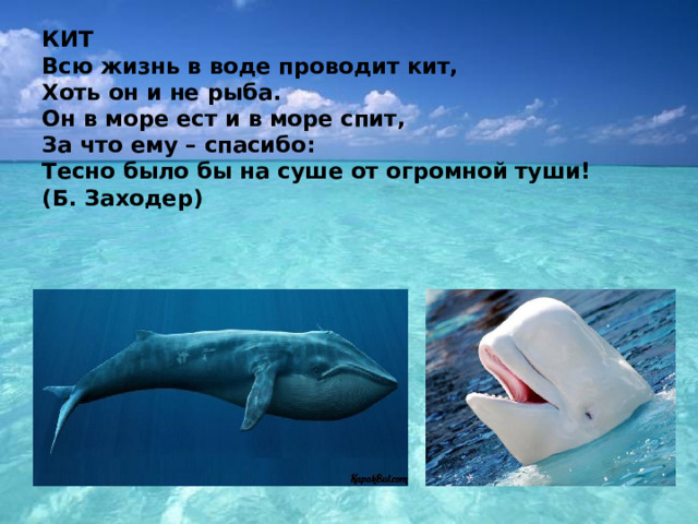 КИТ  Всю жизнь в воде проводит кит,   Хоть он и не рыба.   Он в море ест и в море спит,   За что ему – спасибо:   Тесно было бы на суше от огромной туши!   (Б. Заходер)    