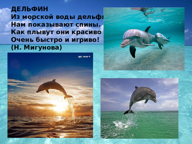 ДЕЛЬФИН  Из морской воды дельфины   Нам показывают спины.   Как плывут они красиво —  Очень быстро и игриво!   (Н. Мигунова)    