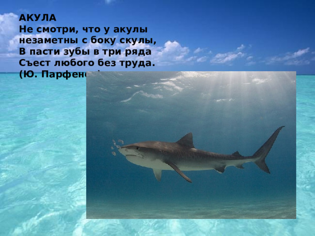 АКУЛА  Не смотри, что у акулы  незаметны с боку скулы,  В пасти зубы в три ряда  Съест любого без труда.  (Ю. Парфенов) 