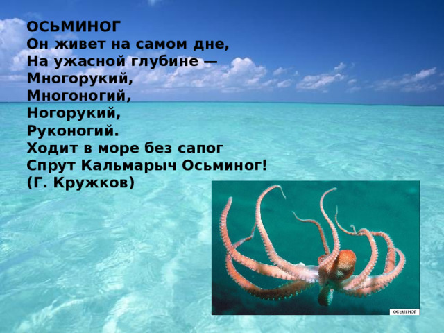 ОСЬМИНОГ  Он живет на самом дне,   На ужасной глубине —  Многорукий,   Многоногий,   Ногорукий,   Руконогий.   Ходит в море без сапог   Спрут Кальмарыч Осьминог!   (Г. Кружков)    