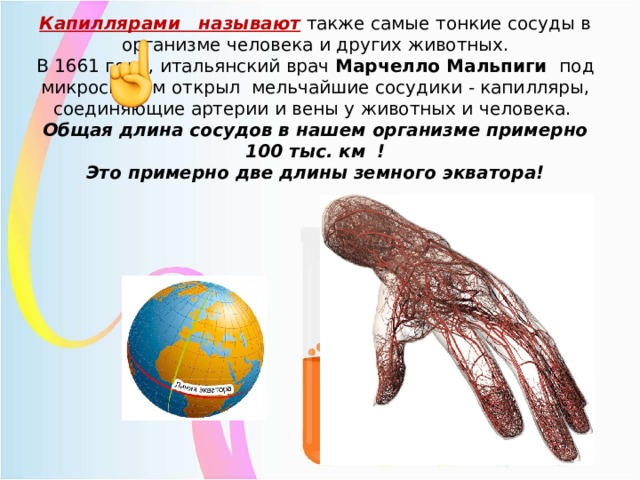 Капиллярами называют также самые тонкие сосуды в организме человека и других животных.  В 1661 году, итальянский врач Марчелло Мальпиги под микроскопом открыл мельчайшие сосудики - капилляры, соединяющие артерии и вены у животных и человека.  Общая длина сосудов в нашем организме примерно 100 тыс. км  !  Это примерно две длины земного экватора! 