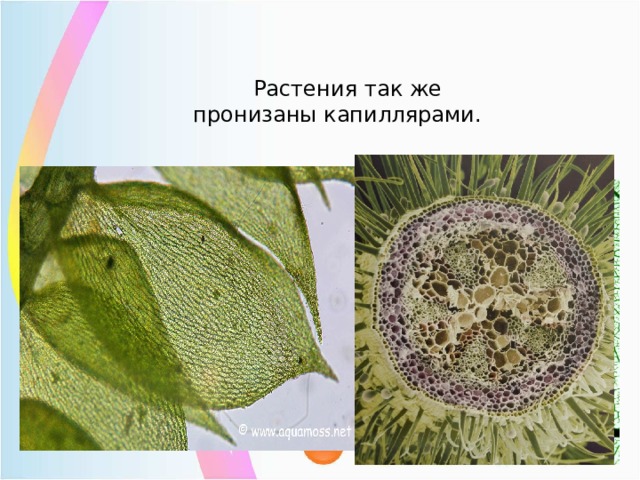   Растения так же  пронизаны капиллярами.   
