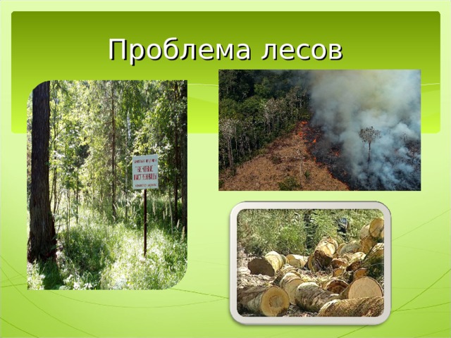 Проблема лесов 