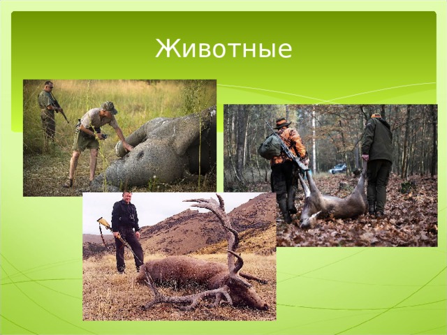 Животные 