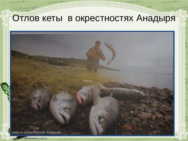 Отлов кеты в окрестностях Анадыря  