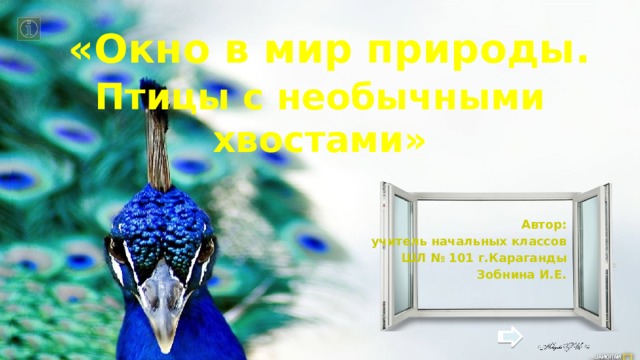  «Окно в мир природы. Птицы с необычными хвостами» Автор:  учитель начальных классов ШЛ № 101 г.Караганды Зобнина И.Е. 
