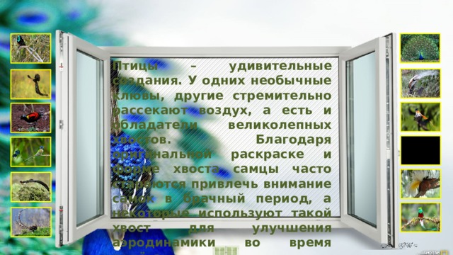  Птицы – удивительные создания. У одних необычные клювы, другие стремительно рассекают воздух, а есть и обладатели великолепных хвостов. Благодаря оригинальной раскраске и форме хвоста самцы часто стараются привлечь внимание самок в брачный период, а некоторые используют такой хвост для улучшения аэродинамики во время полёта. 