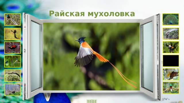 Райская мухоловка 