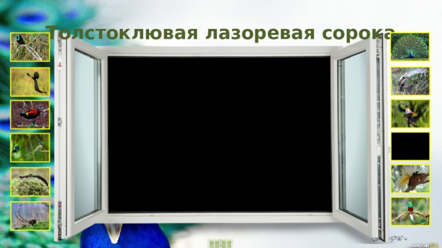 Толстоклювая лазоревая сорока 