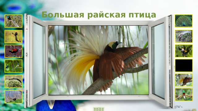 Большая райская птица 
