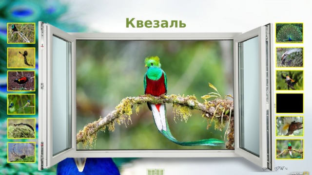 Квезаль Вымершая птица  