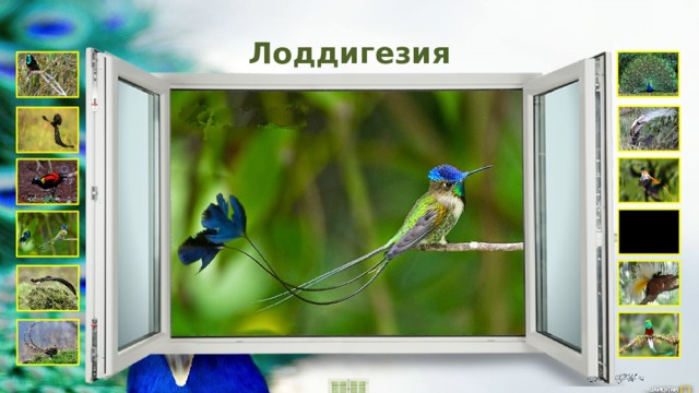 Лоддигезия  