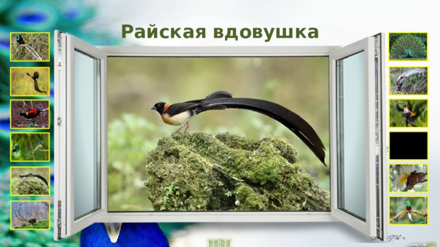 Райская вдовушка 