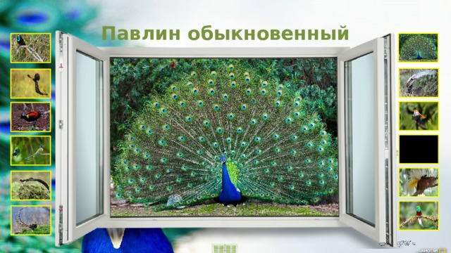 Павлин обыкновенный 