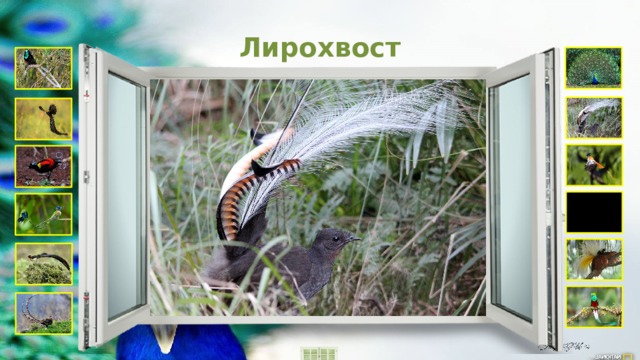 Лирохвост 