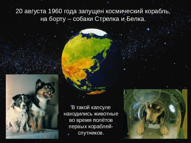 20 августа 1960 года запущен космический корабль, на борту – собаки Стрелка и Белка. В такой капсуле находились животные во время полётов первых кораблей-спутников. 