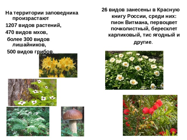 26 видов занесены в Красную книгу России, среди них: пион Витмана, первоцвет почколистный, бересклет карликовый, тис ягодный и другие .  На территории заповедника произрастают 1207 видов растений, 470 видов мхов,  более 300 видов лишайников,  500 видов грибов . 