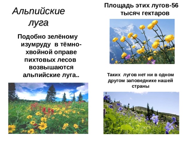Площадь этих лугов-56 тысяч гектаров Альпийские луга Подобно зелёному изумруду в тёмно-хвойной оправе пихтовых лесов возвышаются альпийские луга..  Таких лугов нет ни в одном другом заповеднике нашей страны 