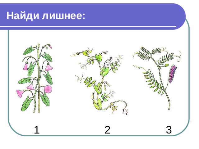Найди лишнее:  1 2 3 
