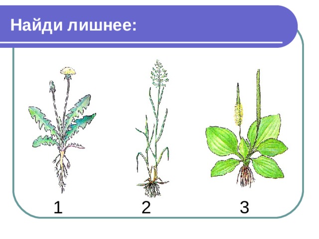 Найди лишнее:  1 2 3 