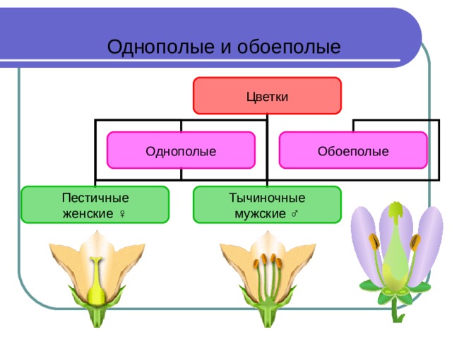 Однополые и обоеполые Цветки Однополые Обоеполые Пестичные  женские ♀ Тычиночные  мужские ♂ Учащиеся: Рассматривая схемы на слайде, дети формулируют определения обоеполых и однополых цветков, находят отличия. 13 