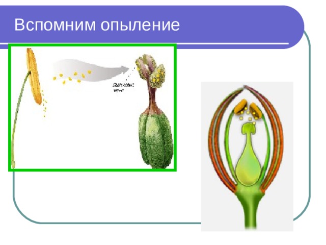 Вспомним опыление 