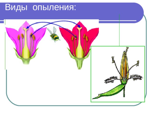 Виды опыления: 