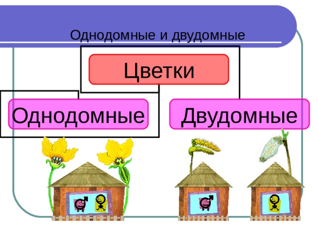 Однодомные и двудомные Цветки Однодомные Двудомные Учащиеся: Рассматриваем схемы на следующем слайде. С помощью текста учебника учащиеся дают определения однодомным и двудомным растениям, зарисовывают схемы в тетради. Учитель: Подумайте, где могут нам пригодиться знания об однодомных и двудомных растениях?  Учащиеся: При озеленении улиц тополями, выращивании в саду актинидии, облепихи, выращивании тыквенных растений. 16 
