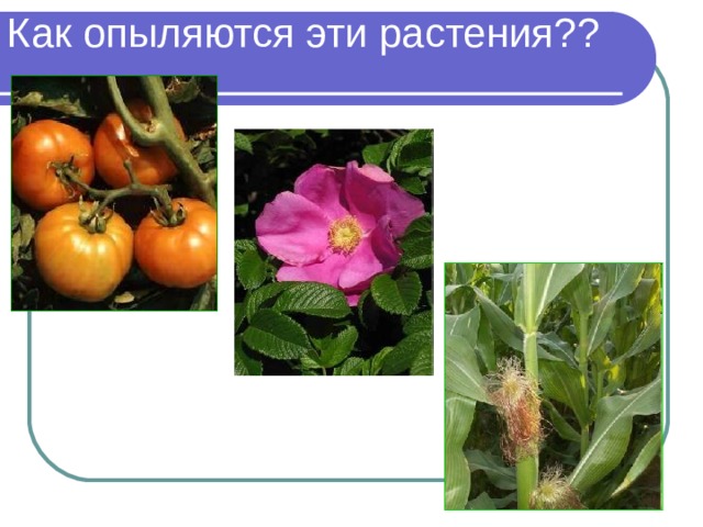 Как опыляются эти растения?? 