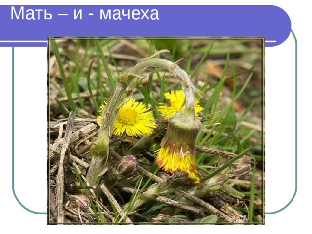 Мать – и - мачеха 