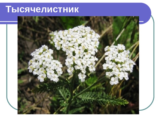 Тысячелистник 